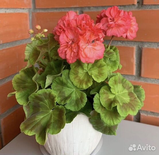 Пеларгония герань сортовая