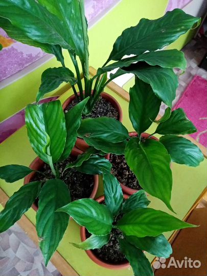 Спатифиллум - Женское сачстье