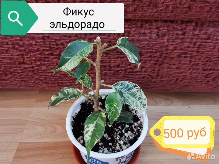 Редкие сортовые фикусы,фикус эльдорадо, лирата