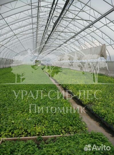 Зкс Сосна сеянцы Ели Лиственницы окс Голуб Горная