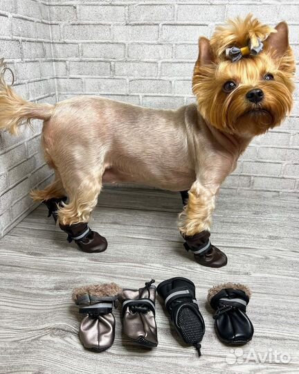 Большой выбор одежды для собак и кошек