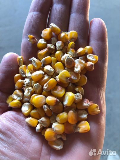 Продам кукурузу