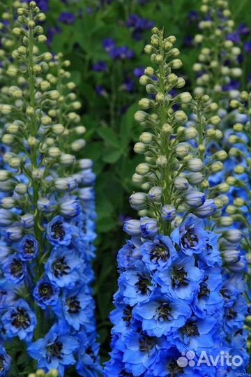 Дельфиниум