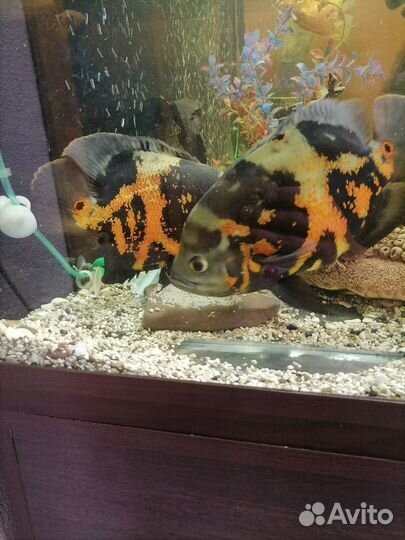 Аквариум с тумбой 600 литров