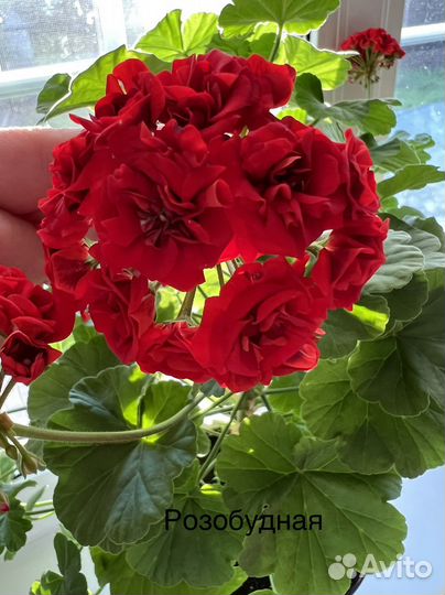 Пеларгония герань сортовая