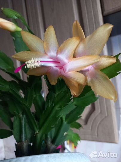 Декабрист шлюмбергера желтый