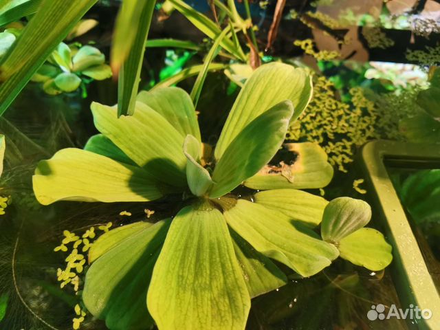 Пистия, Гигрофила, Криптокорина