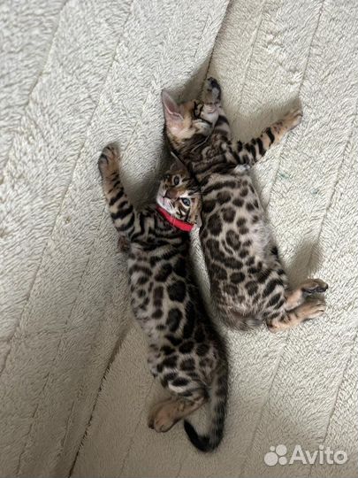 Бенгальские котята