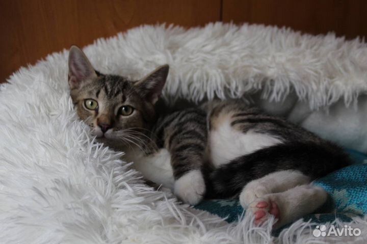 Котенок 4 месяца