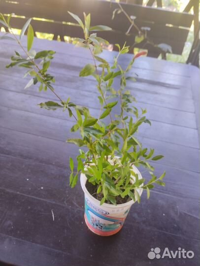 Комнатный гранат