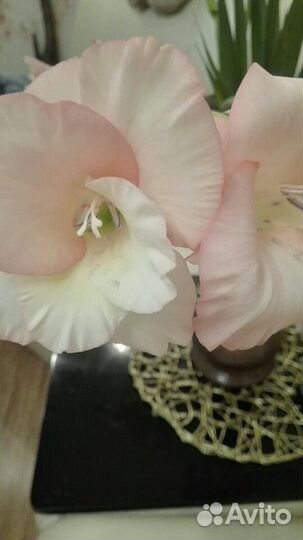 Гладиолусы (луковицы )