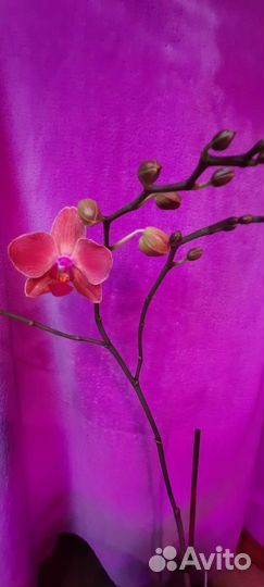 Орхидея фаленопсис