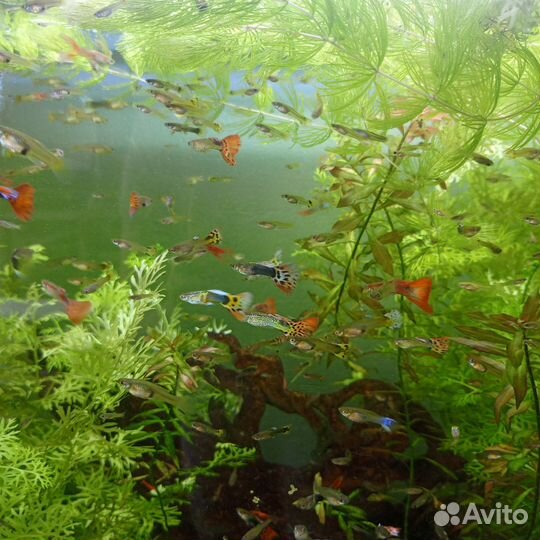 Рыбки Гуппи, аквариумные растения