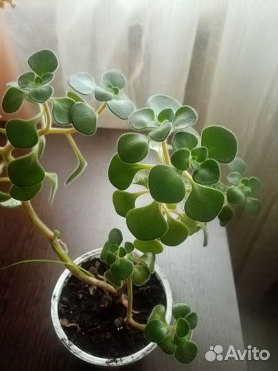 Аихризон (Дерево любви)