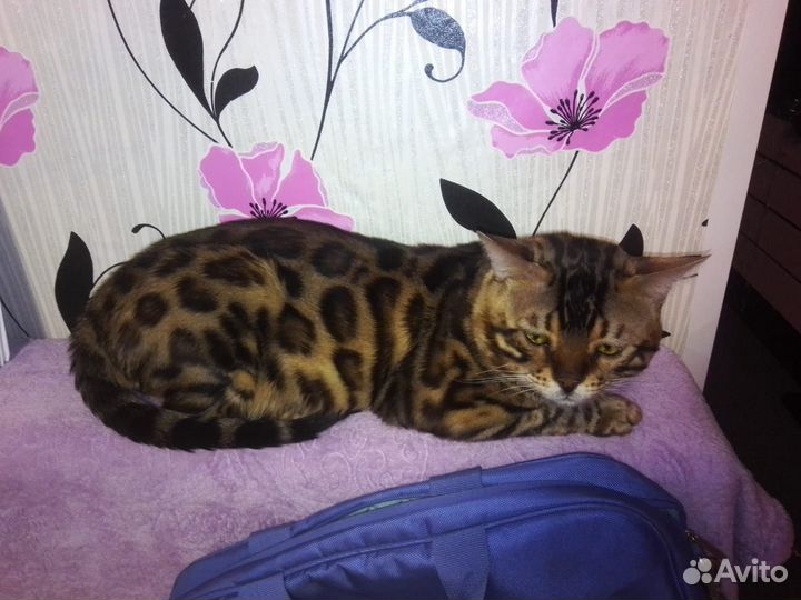 Бенгальский кот продажа