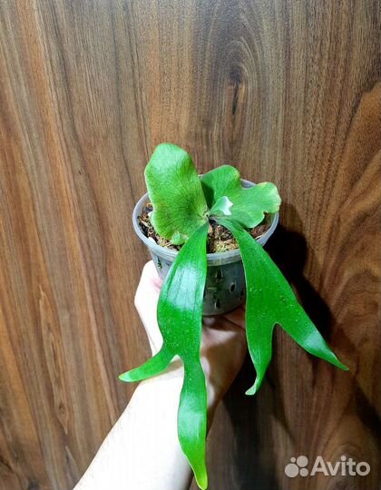 Папоротники (Платицериум, Аглаоморфа, Дринария)