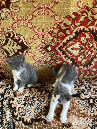 Котята в добрые руки даром