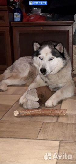 Зевс ищет дом