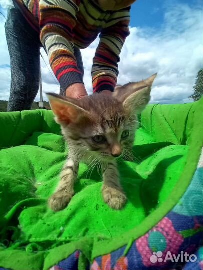 Домашние животные кошки