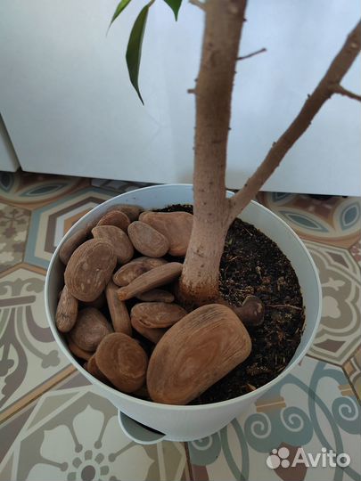 Кора сосновая окатанная