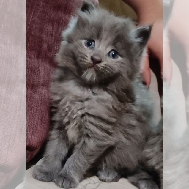 Мейн-кун котёнок
