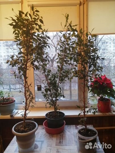 Фикус бенджамина