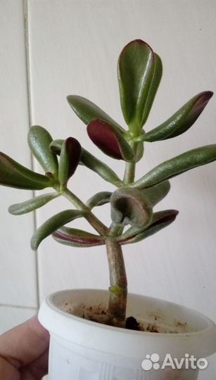 Цветы без забот. Суккуленты