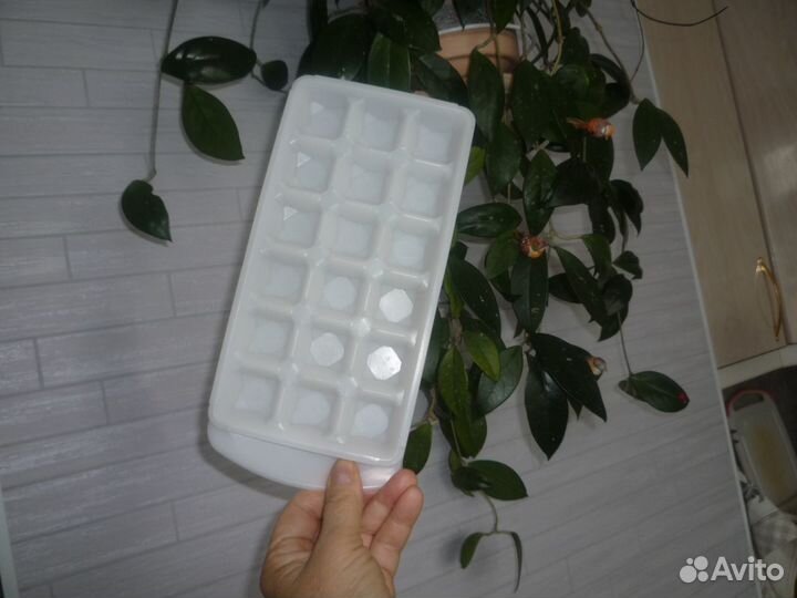 Панцири улиток