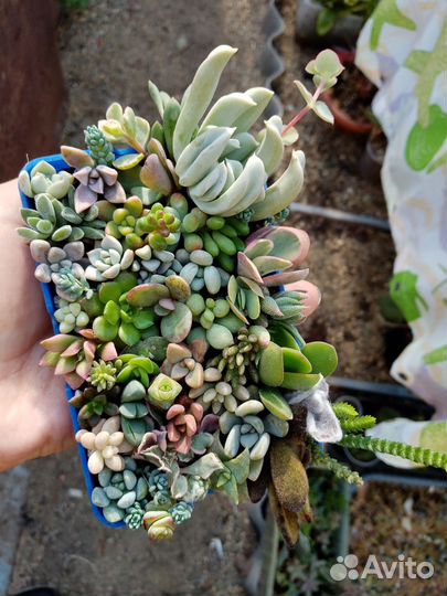 Набор сукулентов