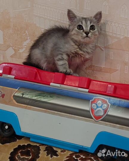 Котята бесплатно
