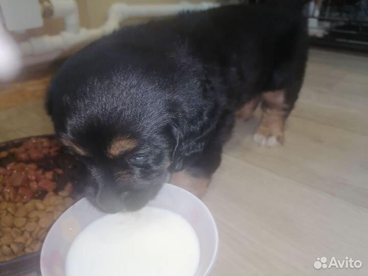 Отдам щенок мальчик