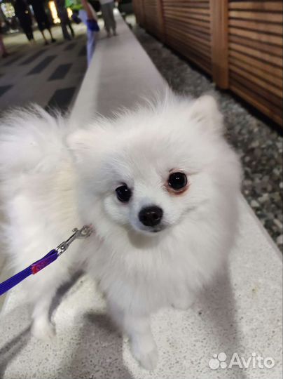Продается белый померанский шпиц