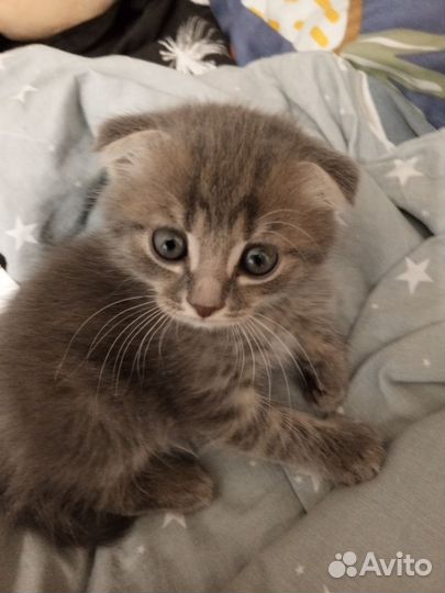 Вислоухие котята