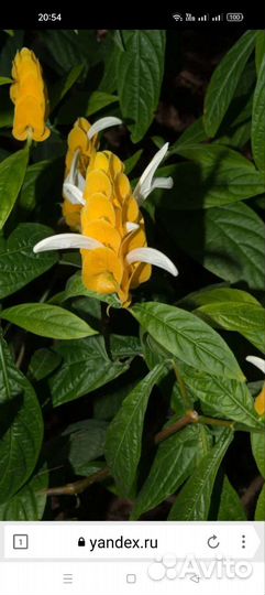 Пахистахис желтый