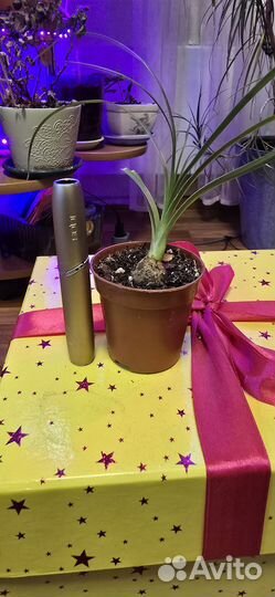 Пальма * Нолина Бокарнея*