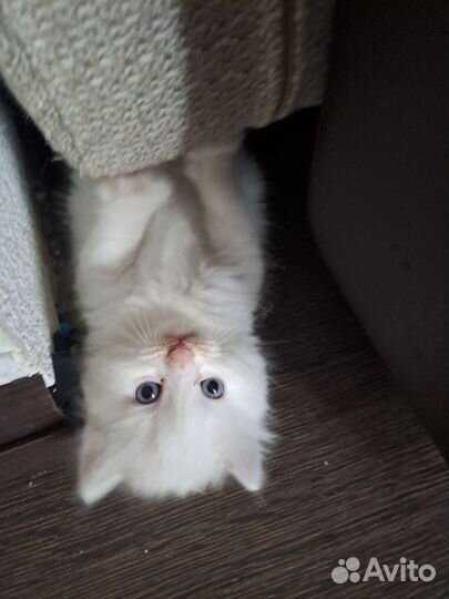 Белые пушистые котята