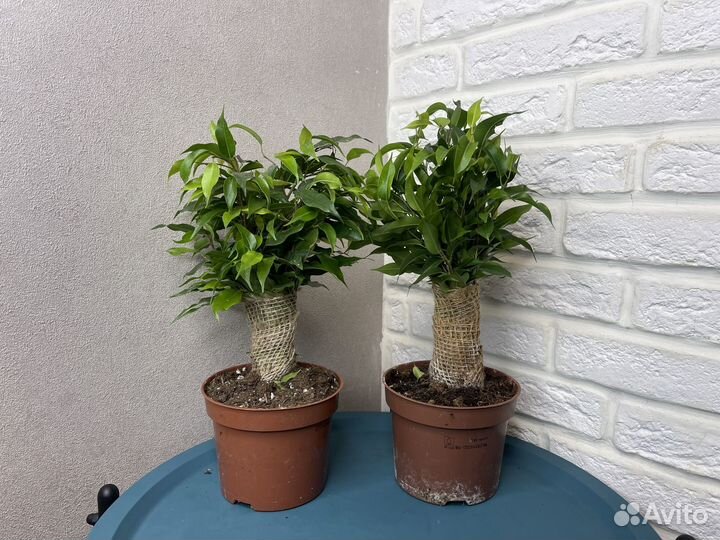 Фикус бенджамина наташа комнатные цветы