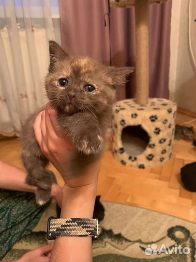 Отдадим котят в хорошие руки