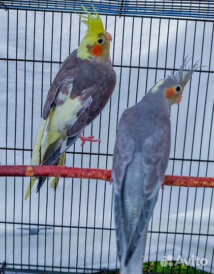 Попугай корелла, розелла