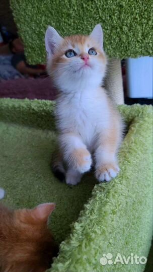 Британские котята золотая шиншилла ny11 ny12