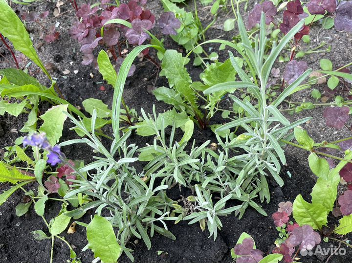 Лаванда саженцы