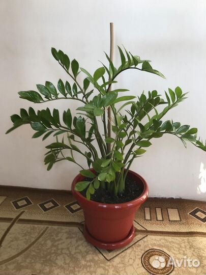 Замиокулькас