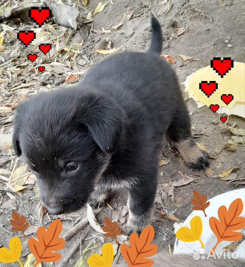 Щенки в добрые руки