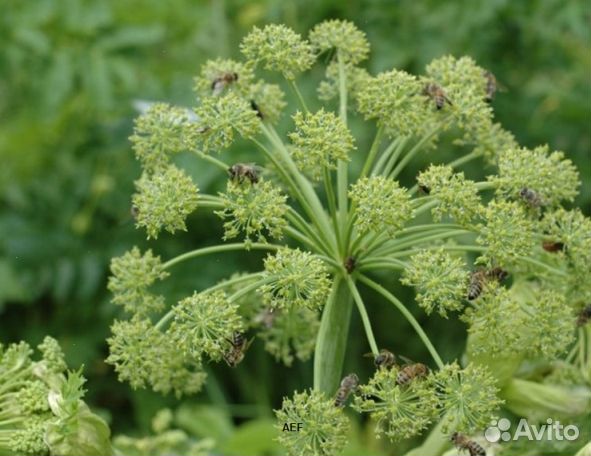 Мёд 24 года Алтайский опт