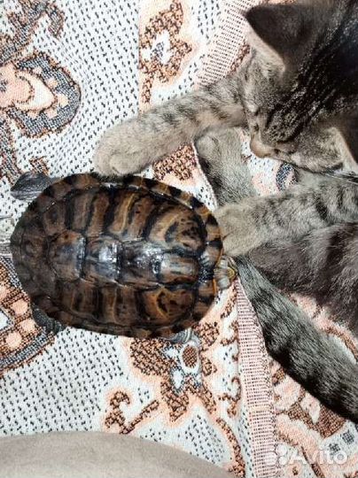 Черепахи красноухие водные