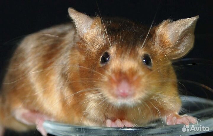 Декоративные сатиновые мыши (сиамские, тигровые, з