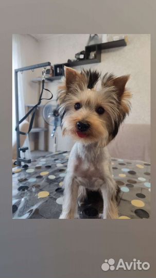 Груминг, услуги грумера, стрижка собак и кошек