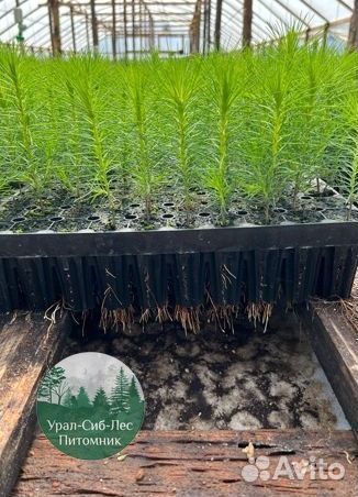 Сеянцы зкс Сосна окс Ель Лиственница Горная