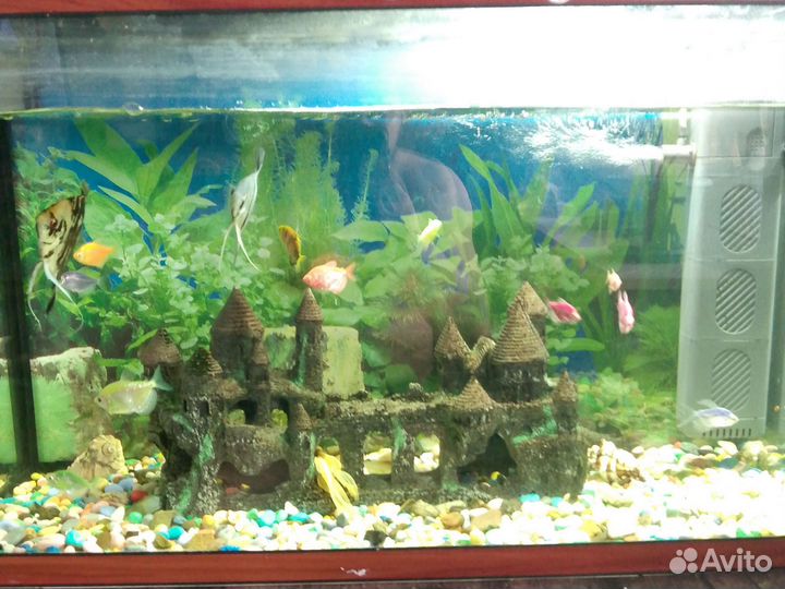 Аквариум