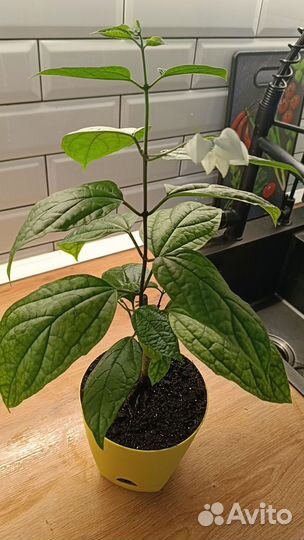 Клеродендрум томпсон